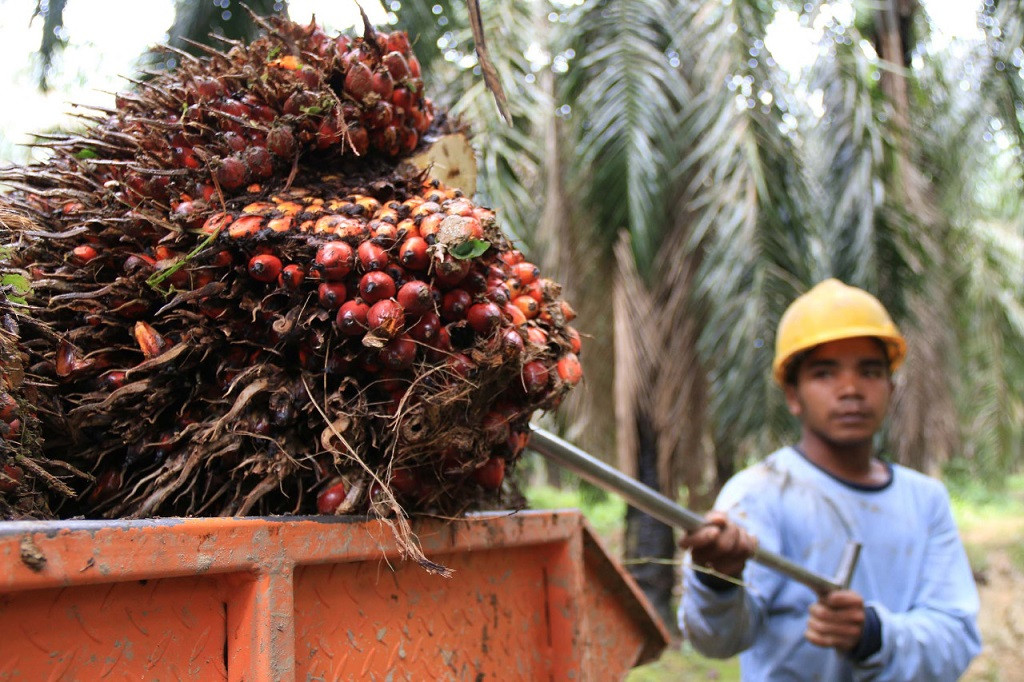 Retno Marsudi Ungkap Masalah Diskriminasi Terhadap Produk Sawit Indonesia ke Uni Eropa